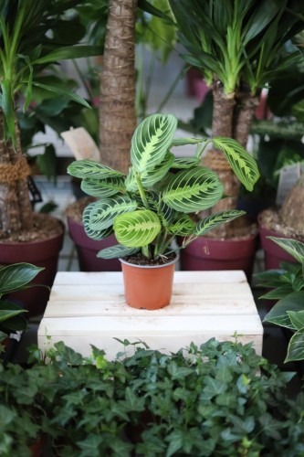 Maranta Lemon Lime to dekoracyjna roślina doniczkowa o jasnozielonych liściach z ciemnym wzorem – idealna do domu lub biura.