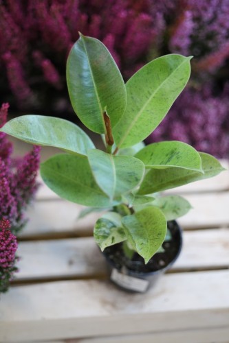 ficus elastica moonshine (2).JPG