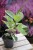 ficus elastica moonshine (1).JPG