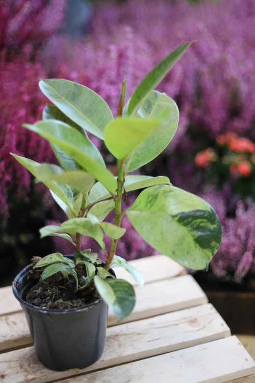 ficus elastica moonshine (1).JPG
