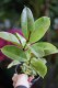 ficus elastica moonshine (3).JPG