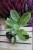 ficus elastica moonshine (4).JPG