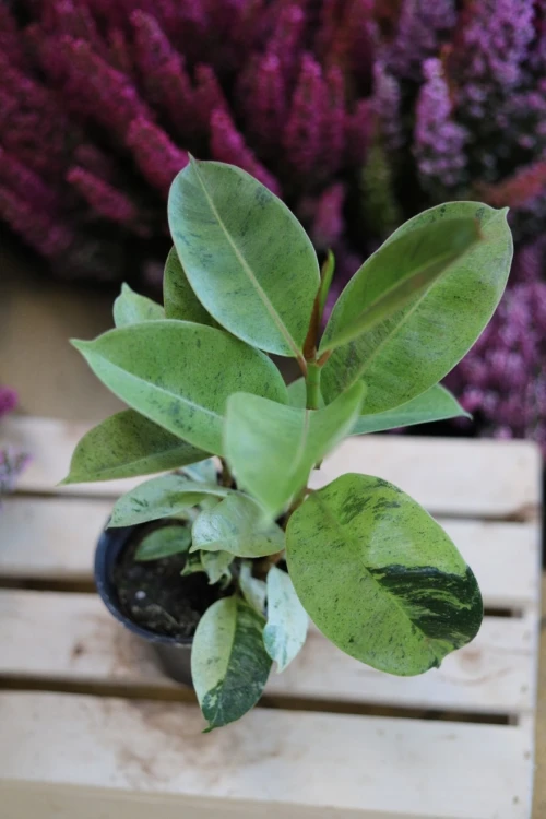 ficus elastica moonshine (4).JPG