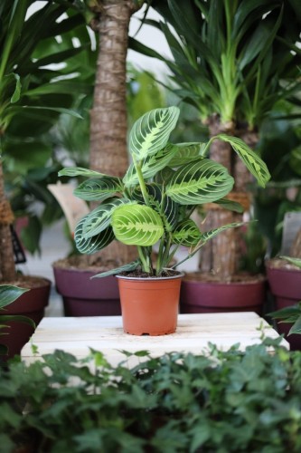 Maranta Lemon Lime