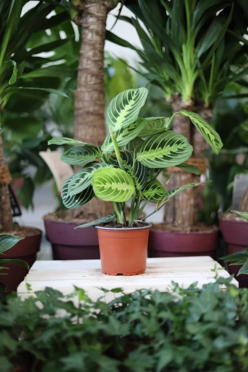 Maranta Lemon Lime