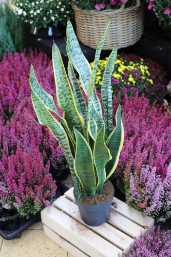 Sansevieria trifasciata Laurentii (Sansewieria Gwinejska) XL (1).JPG