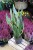 Sansevieria trifasciata Laurentii (Sansewieria Gwinejska) XL (1).JPG