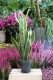Sansevieria trifasciata Laurentii (Sansewieria Gwinejska) XL (3).JPG