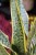 Sansevieria trifasciata Laurentii (Sansewieria Gwinejska) XL (4).JPG