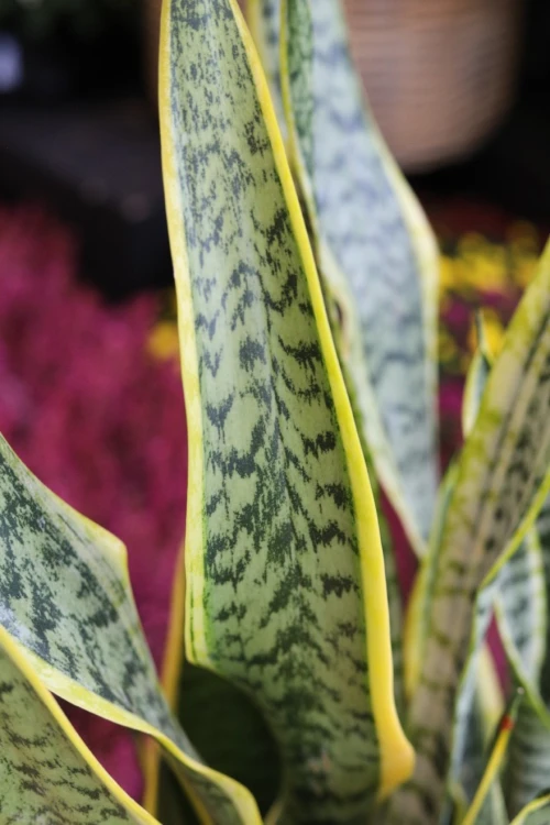 Sansevieria trifasciata Laurentii (Sansewieria Gwinejska) XL (4).JPG