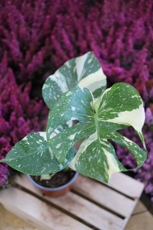 monstera thai constelation xl (1).JPG
