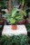 Maranta Lemon Lime (1)