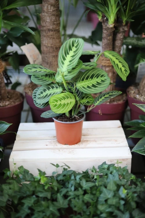 Maranta Lemon Lime (1)