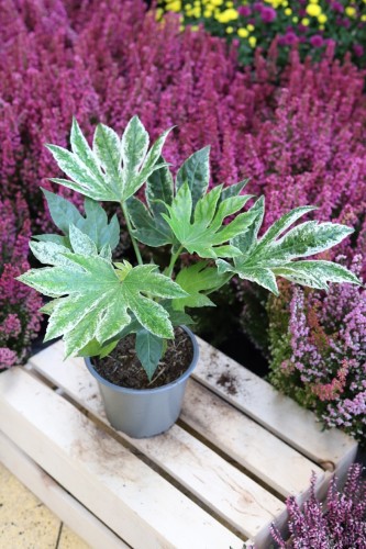 Fatsia Spider Web (1).JPG