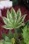 Fatsia Spider Web (2).JPG