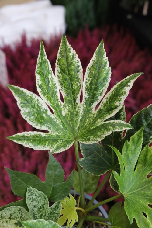 Fatsia Spider Web (2).JPG
