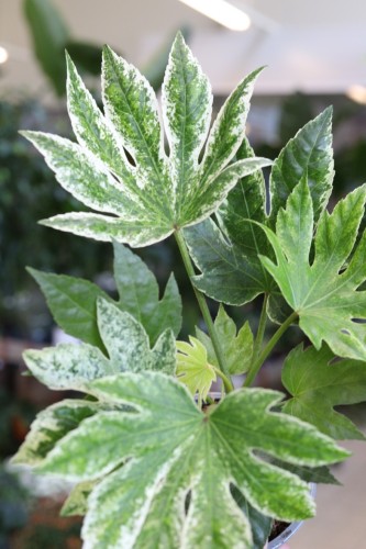 Fatsia Spider Web (3).JPG