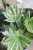 Fatsia Spider Web (3).JPG