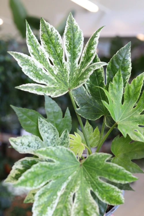 Fatsia Spider Web (3).JPG