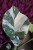 monstera thai constelation xl (2).JPG