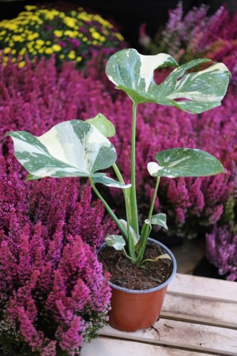 monstera thai constelation xl (3).JPG