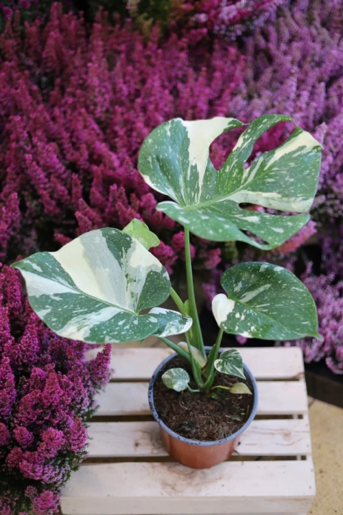 monstera thai constelation xl (4).JPG