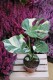 monstera thai constelation xl (4).JPG