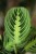 Maranta Lemon