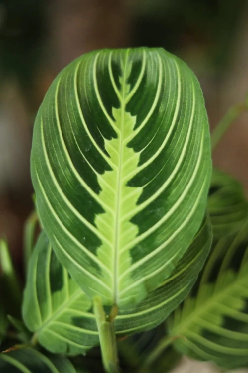 Maranta Lemon