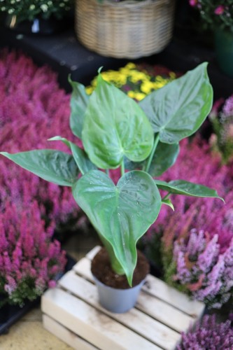 Alocasia Cucullata (Alokazja) XL (1).JPG