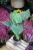 Alocasia Cucullata (Alokazja) XL (1).JPG