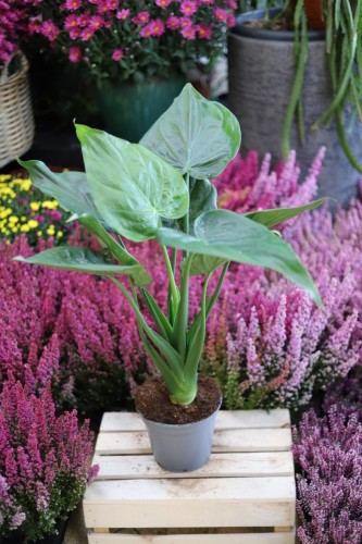 Alocasia Cucullata (Alokazja) XL (2).JPG