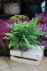 Nephrolepis Green Moment (Nefrolepis wyniosły) XL (1).JPG