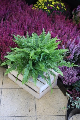 Nephrolepis Green Moment (Nefrolepis wyniosły) XL (2).JPG