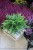 Nephrolepis Green Moment (Nefrolepis wyniosły) XL (2).JPG