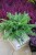 Nephrolepis Green Moment (Nefrolepis wyniosły) XL (3).JPG