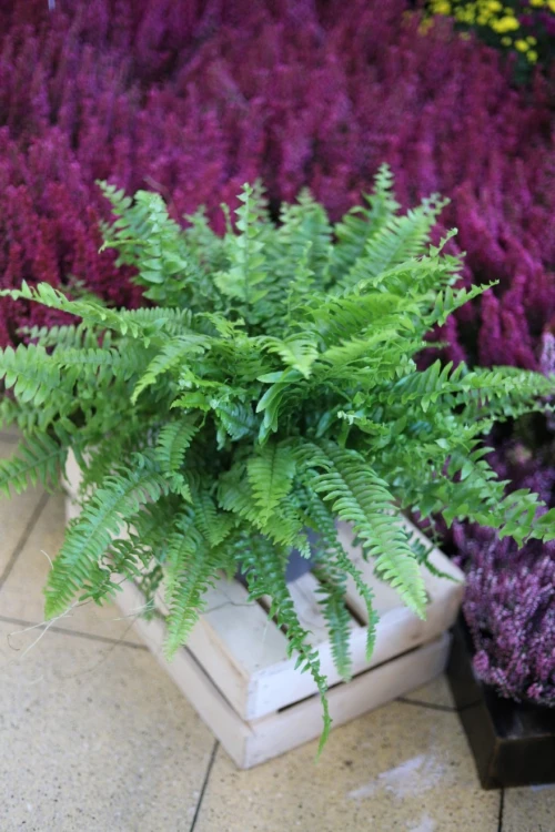Nephrolepis Green Moment (Nefrolepis wyniosły) XL (3).JPG