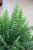Nephrolepis Green Moment (Nefrolepis wyniosły) XL (4).JPG