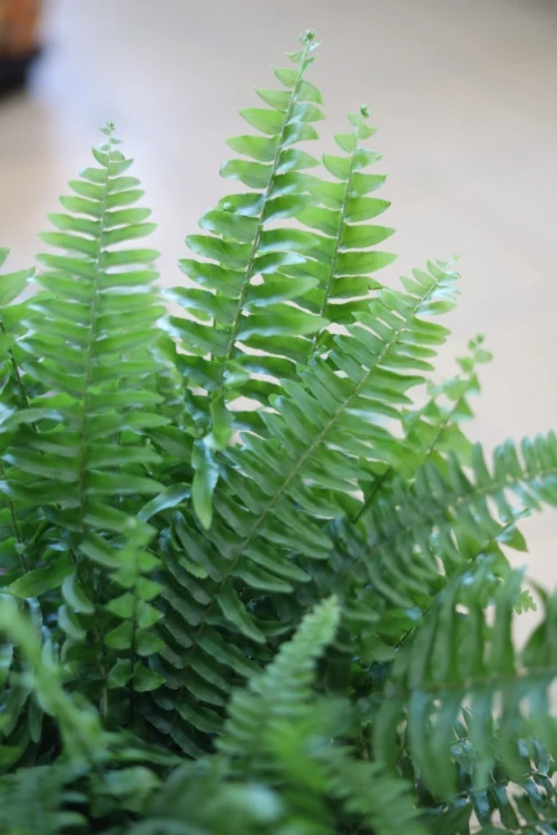 Nephrolepis Green Moment (Nefrolepis wyniosły) XL (4).JPG