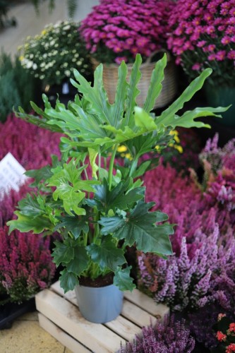 Philodendron Hope (1).JPG