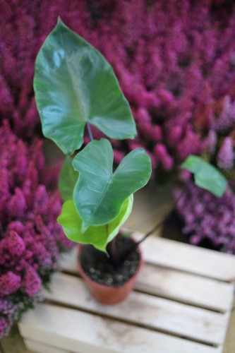 ALOCASIA BLACK COBRA (1).JPG
