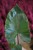 ALOCASIA BLACK COBRA (2).JPG