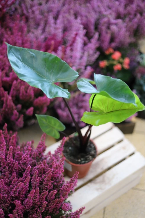 ALOCASIA BLACK COBRA (3).JPG