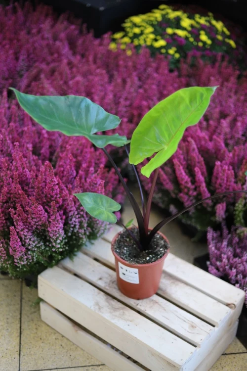 ALOCASIA BLACK COBRA (4).JPG