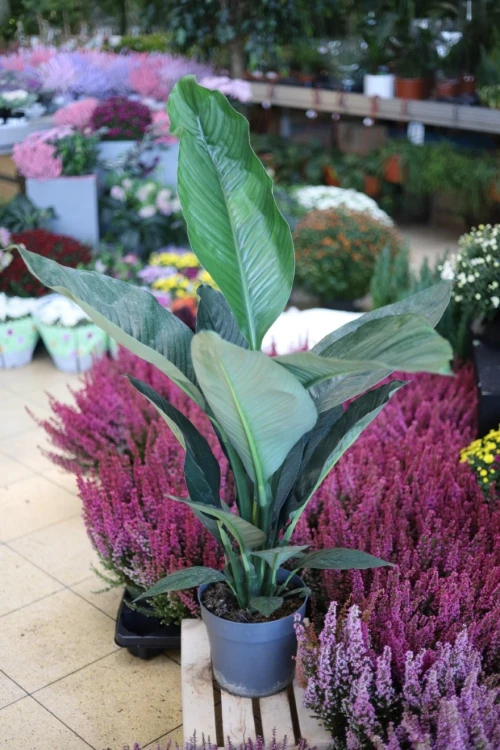 Spathiphyllum 'Sensation' (Skrzydłokwiat) XL (3).JPG