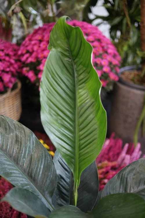 Spathiphyllum 'Sensation' (Skrzydłokwiat) XL (4).JPG