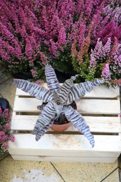 Cryptanthus zonatus (Skrytokwiat) (1).JPG
