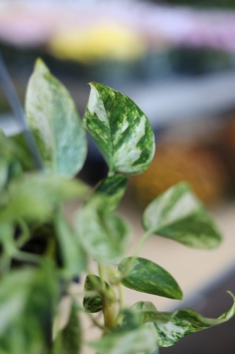 EPIPREMNUM CHURCHILL GOLD (1).JPG