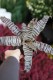Cryptanthus zonatus (Skrytokwiat) (4).JPG