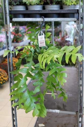 Epiphyllum chrysocardium XL (1).JPG